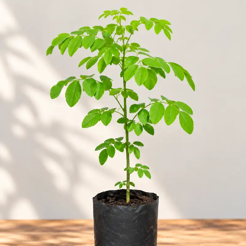 Cây Chùm Ngây giống trong chậu