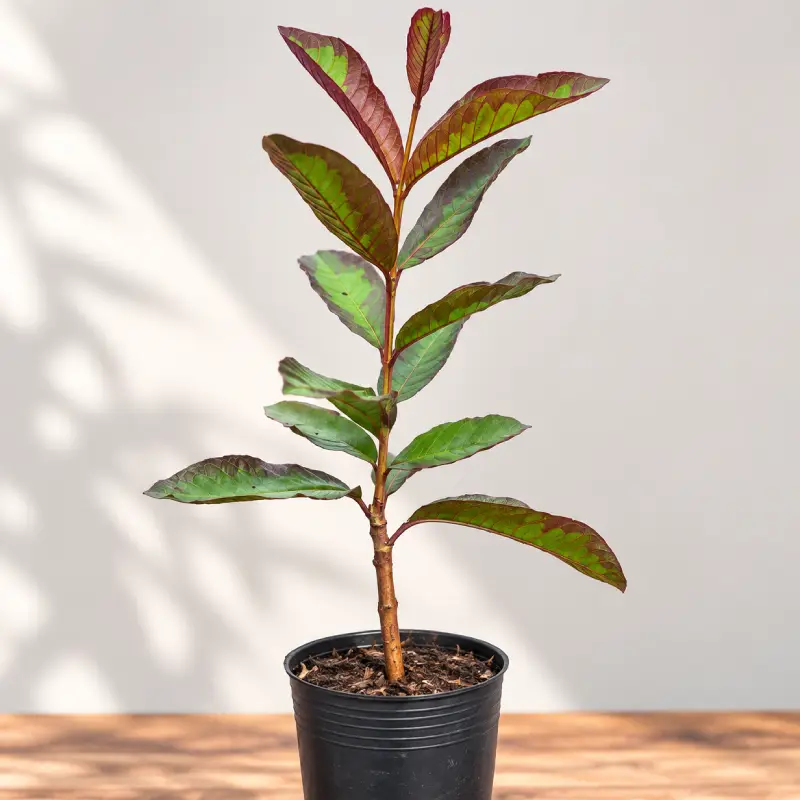 Cây giống ổi Kim Cương