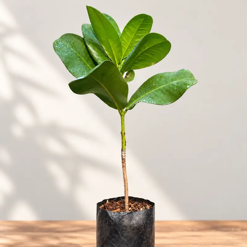 Cây giống Táo Mamey