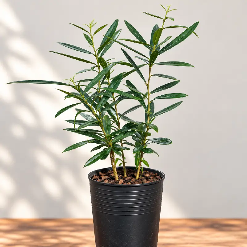 Cây Xáo Tam Phân giống